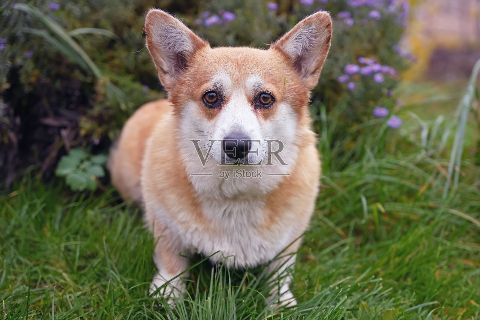 一只斑白色彭布罗克威尔士柯基犬的肖像,它在秋季花园的绿草地上摆姿势拍照。照片摄影图片