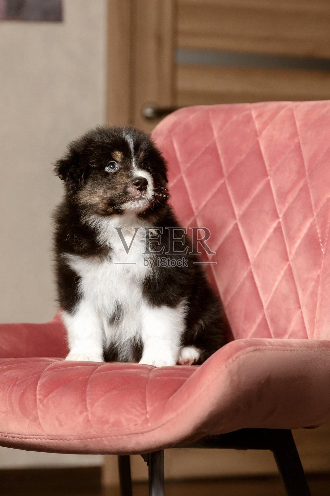 澳大利亚牧羊犬幼犬坐在一张粉色天鹅绒椅子上照片摄影图片