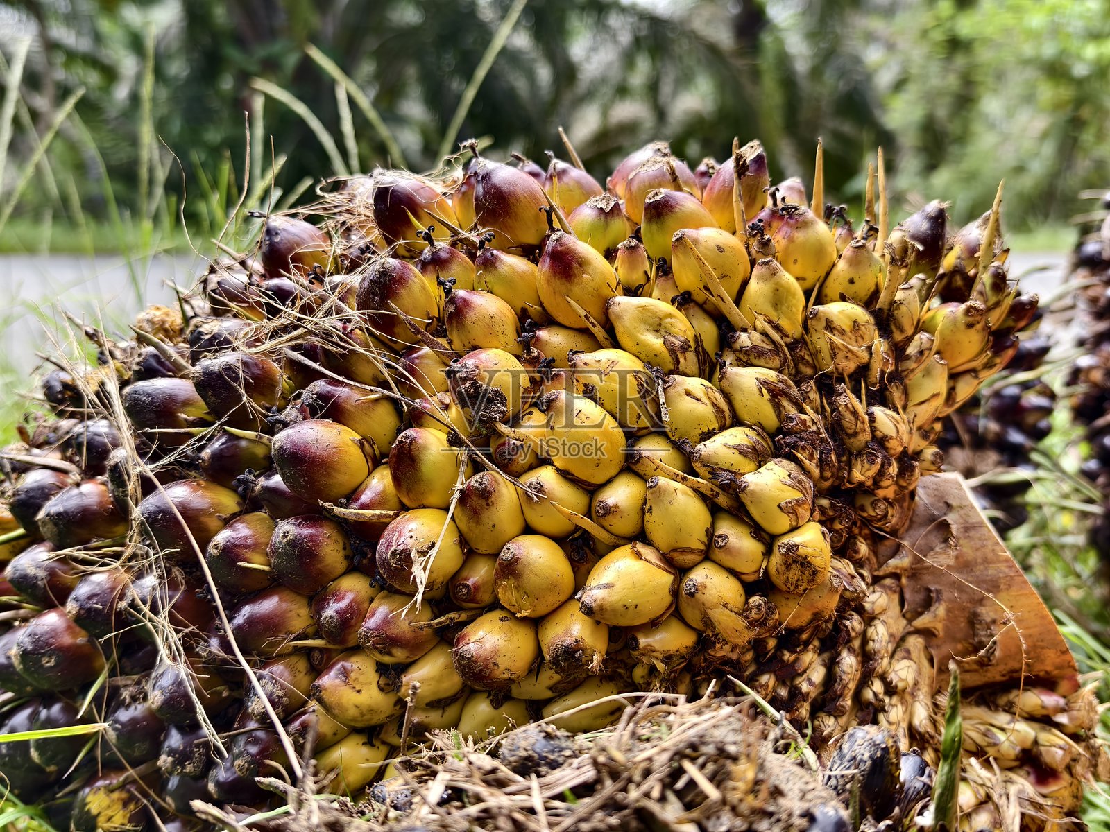 收获后的油棕果实照片摄影图片