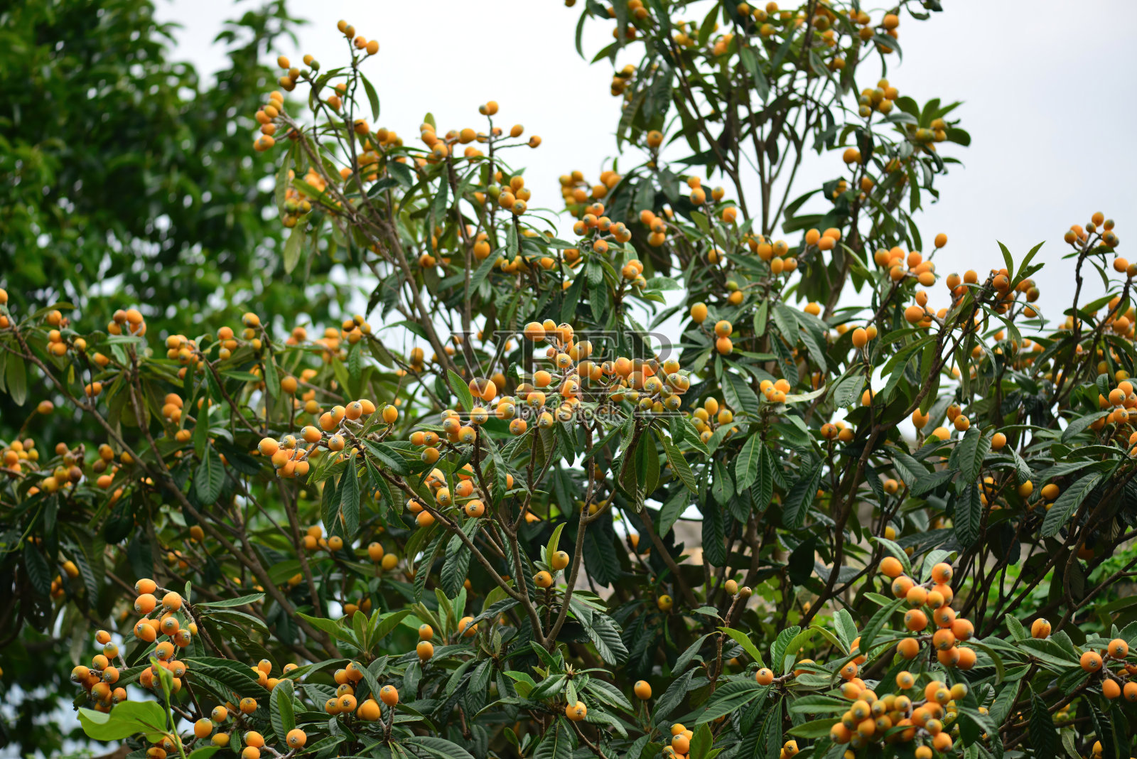 枇杷(Eriobotrya japonica),展示其大椭圆形叶子、褐色带毛的嫩芽以及黄色可食用果实,传统上用于草药疗法,有益于肺部和胃部健康。在韩国拍摄。照片摄影图片