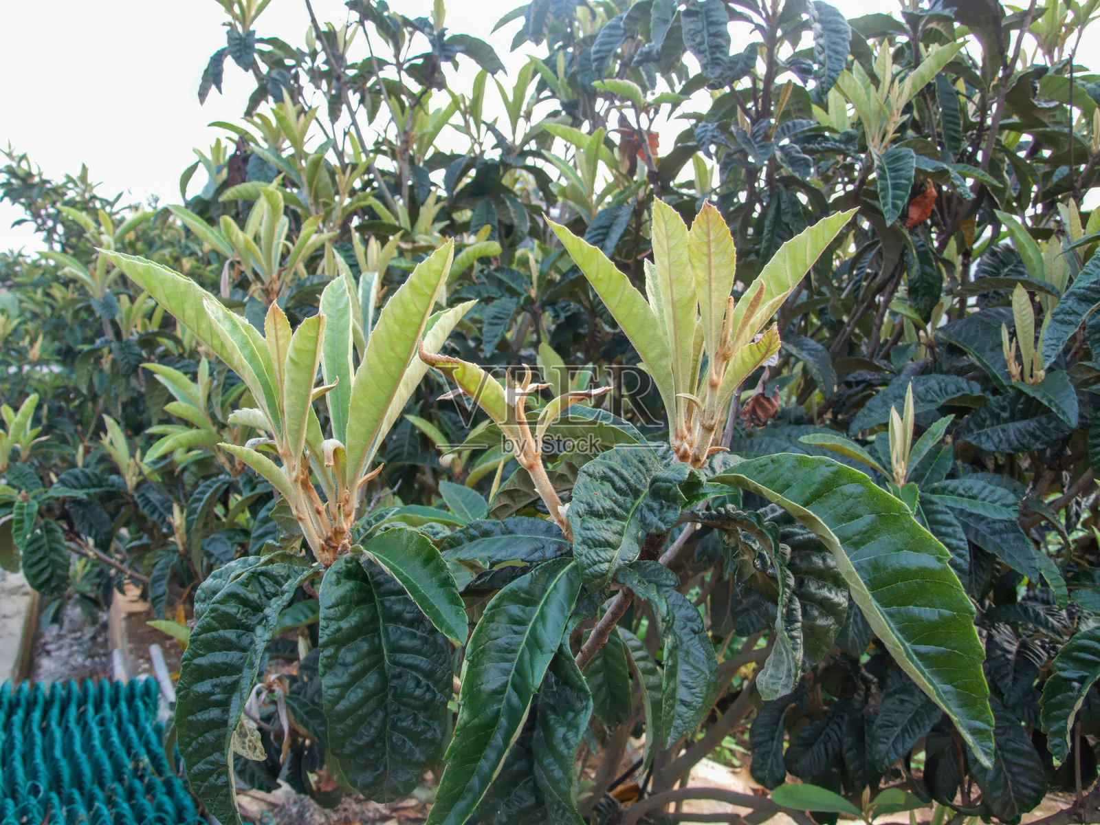 日本枇杷(Eriobotrya japonica),展示其宽大的椭圆形叶片、褐色绒毛的新生枝条以及黄色可食用的果实,传统上用于草药,有益于肺部和胃部健康。在韩国拍摄。照片摄影图片