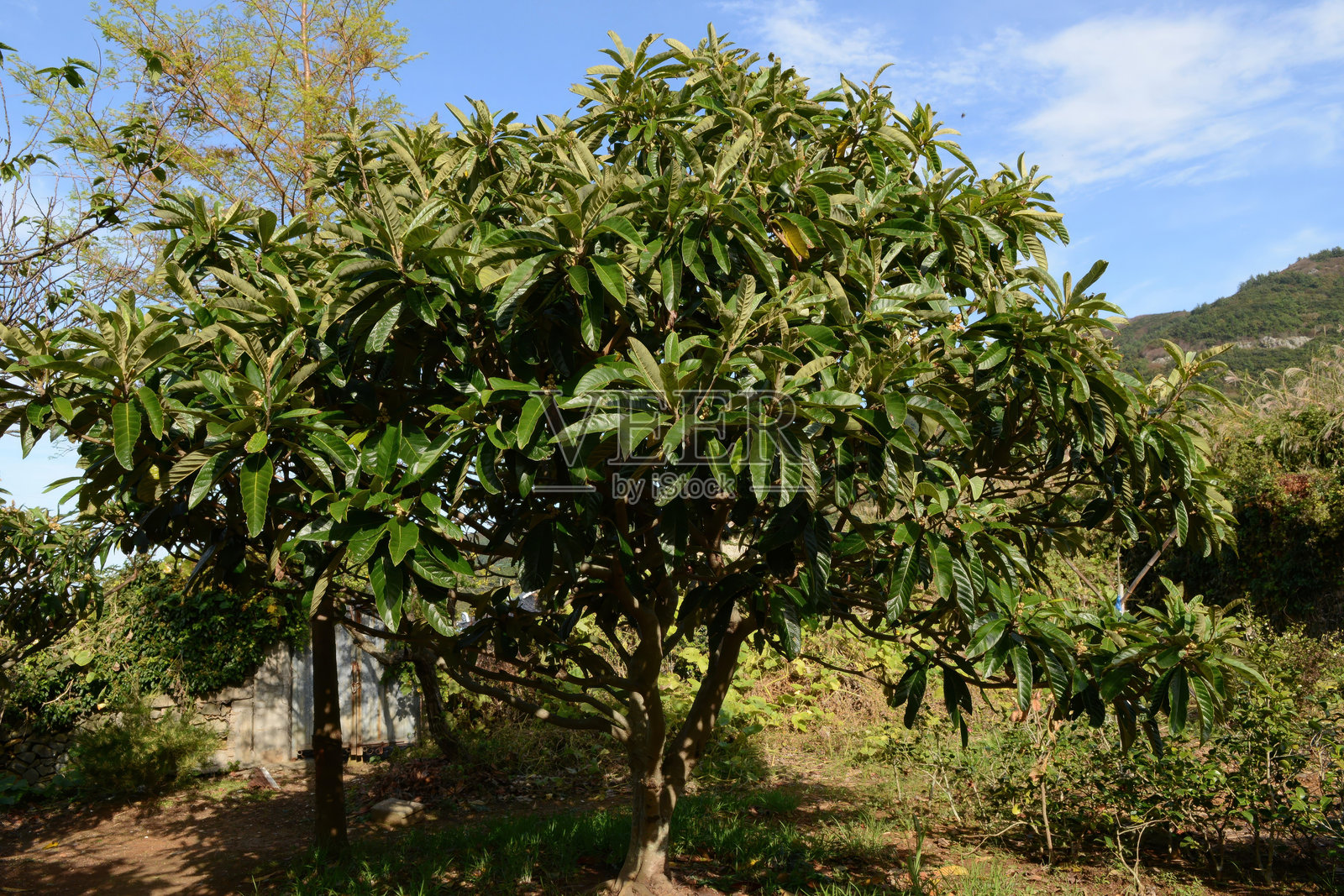 枇杷(Eriobotrya japonica),展示其大椭圆形叶子、棕色带毛的嫩枝以及黄色可食用果实,传统上用于草药疗法,有益于肺部和胃部健康。在韩国拍摄。照片摄影图片