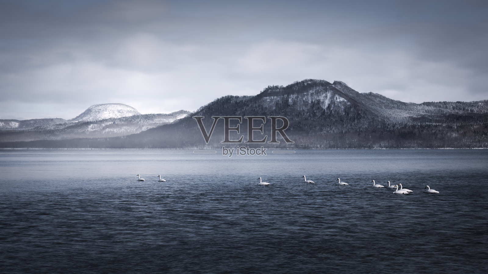 北海道天鹅湖照片摄影图片