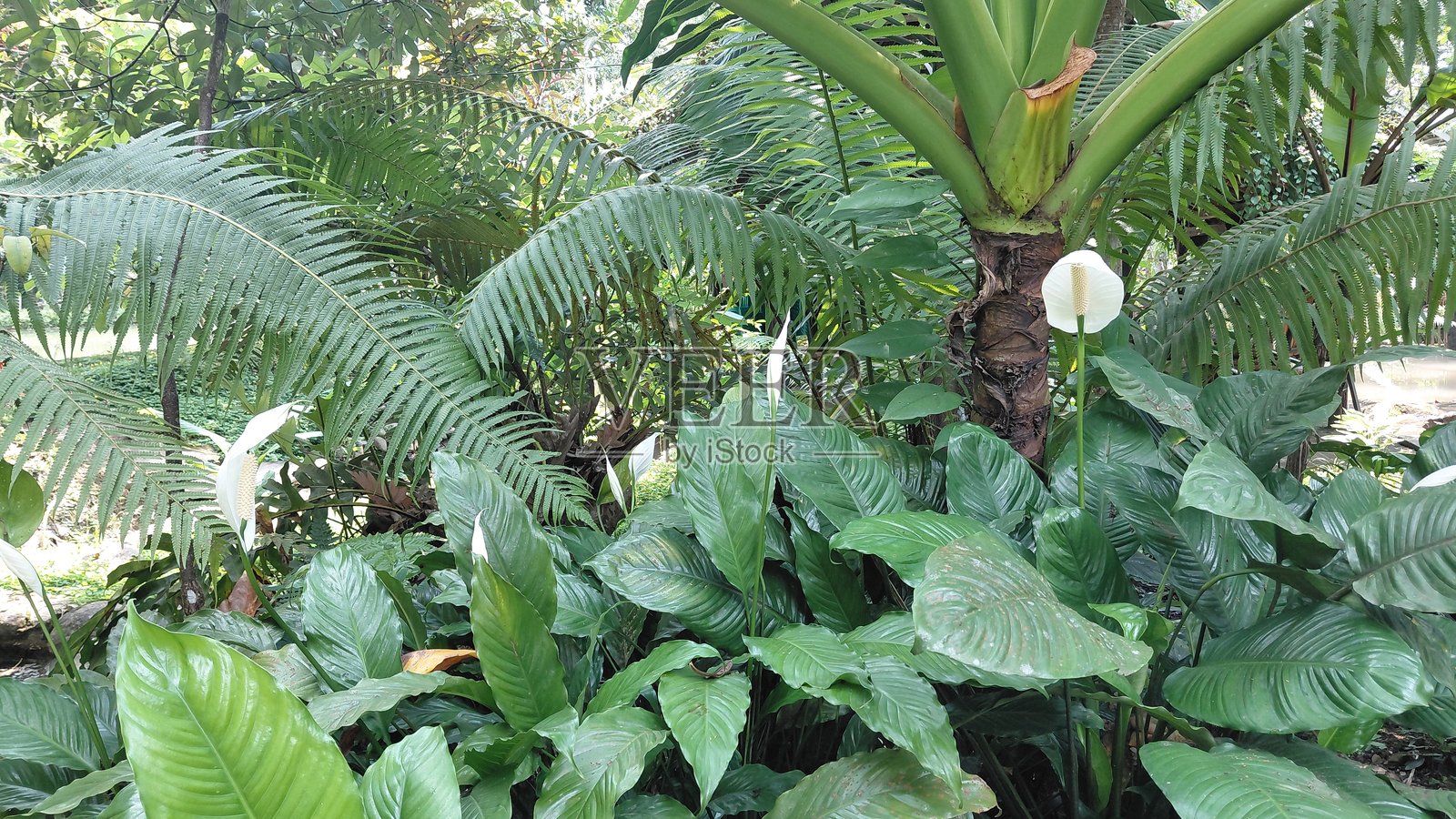 郁郁葱葱的花园中的热带绿植,包含白鹤芋和蕨类植物照片摄影图片