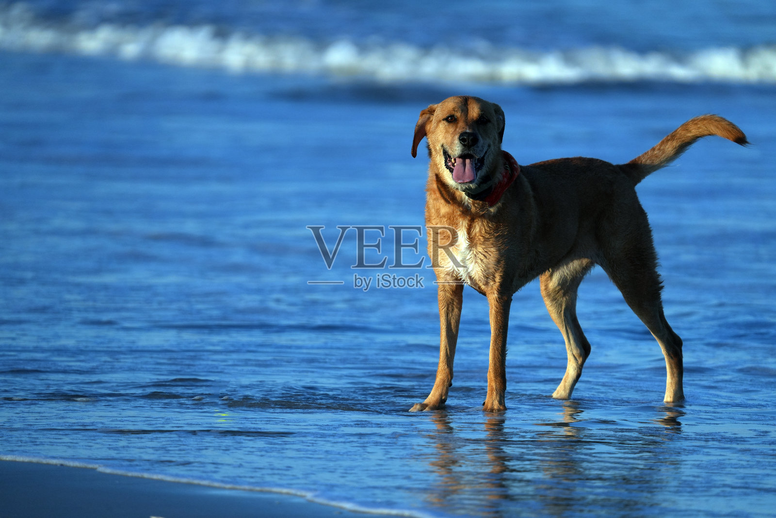 佛罗里达州海滩日出时遛狗照片摄影图片
