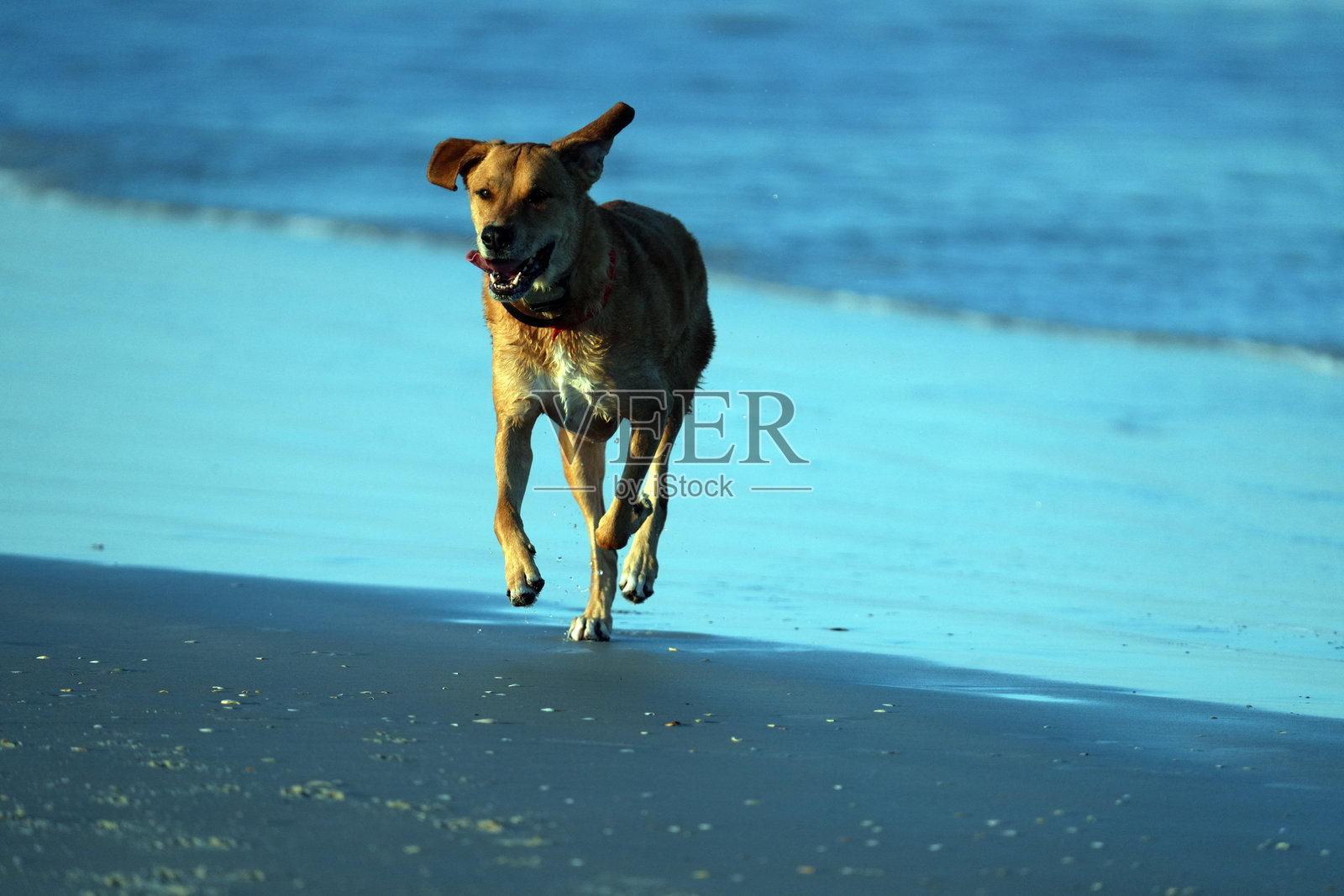 佛罗里达海滩上日出时遛狗照片摄影图片