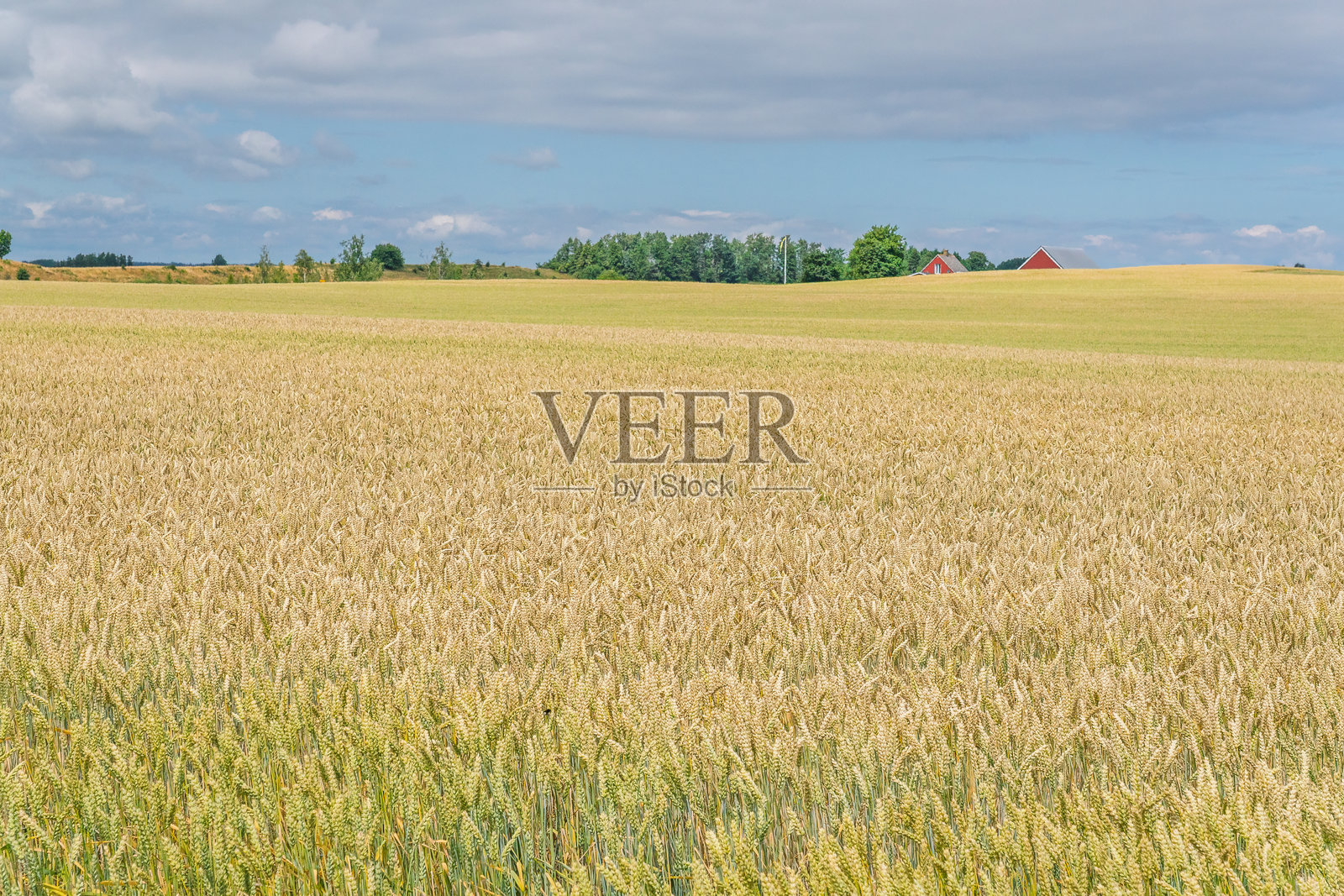 广阔的金色麦田在多云的夏日天空下延伸,远方是绿树和典型的红色农舍,展现着乡村农业的富饶照片摄影图片