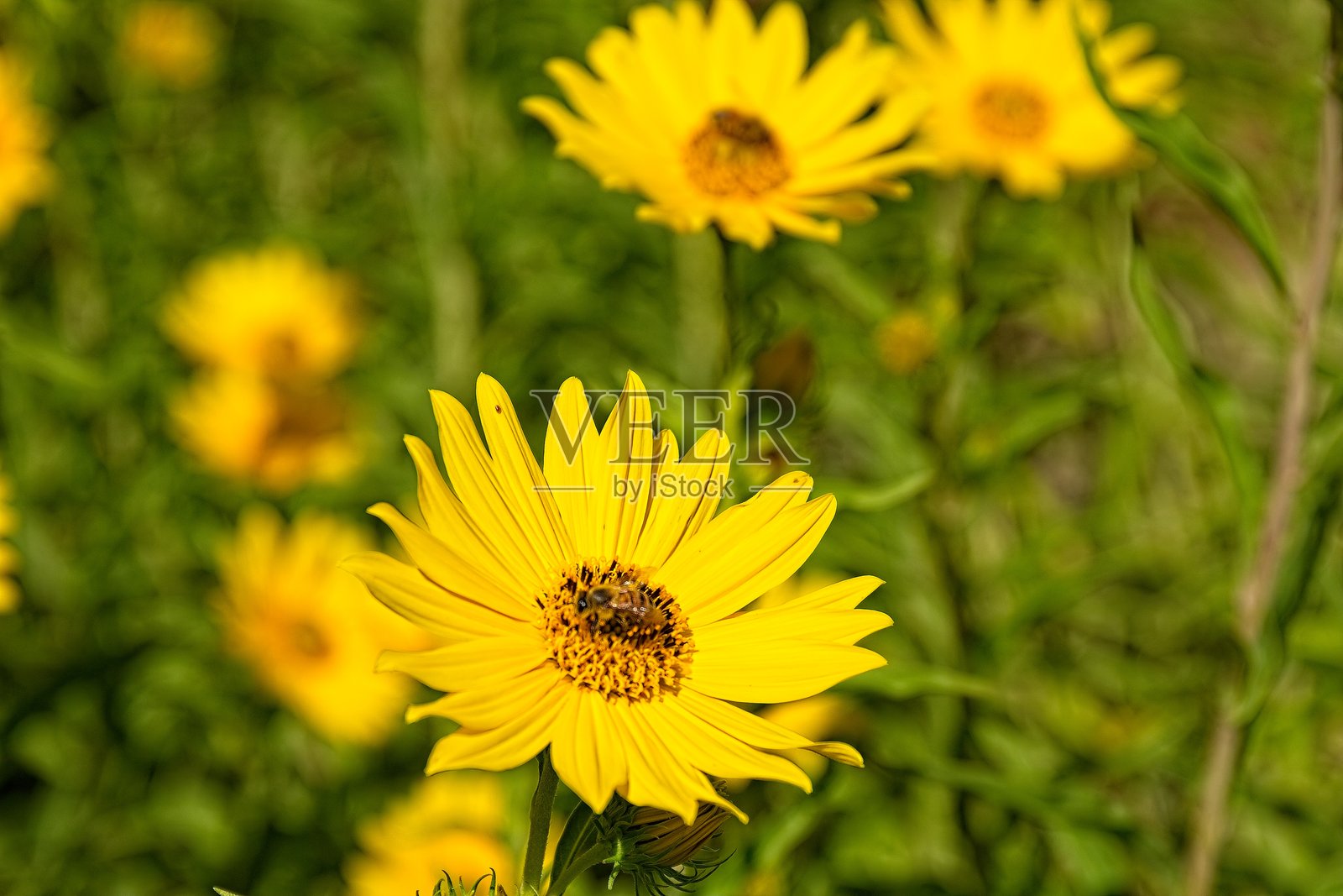 特写镜头,鲜艳的黄色西部向日葵(Helianthus occidentalis)。一只蜜蜂(Apis mellifera)停留在其中一朵花上,地点:亚利桑那州。照片摄影图片