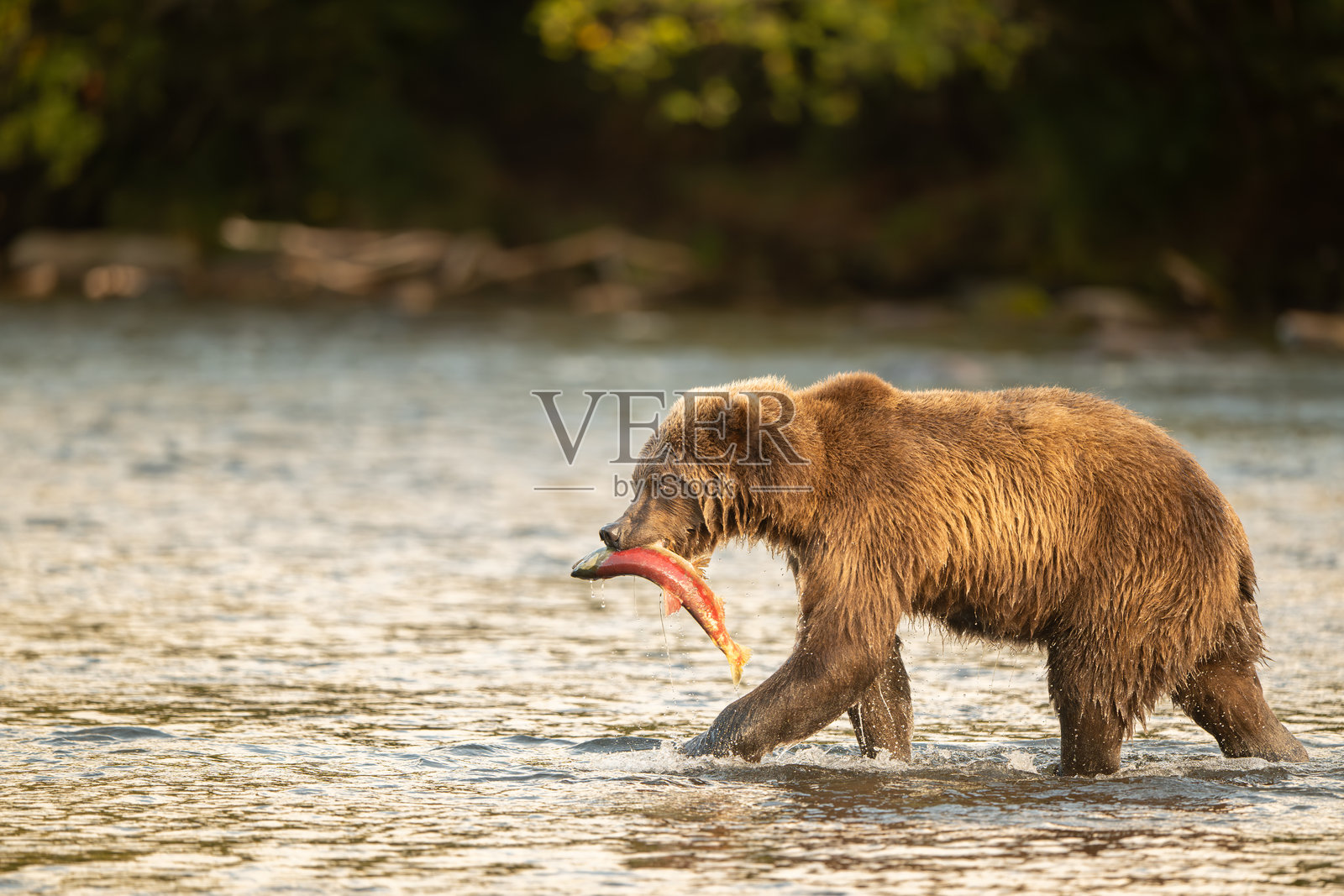 日出时,阿拉斯加棕熊捕获红鲑鱼照片摄影图片
