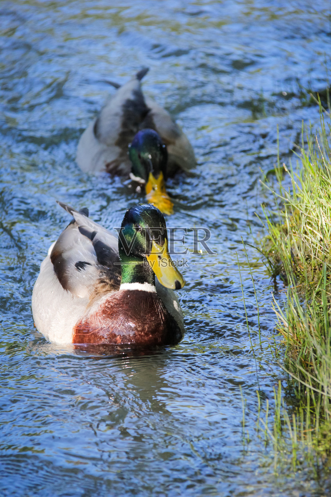 池塘中美丽的彩色鸭子及其倒影照片摄影图片