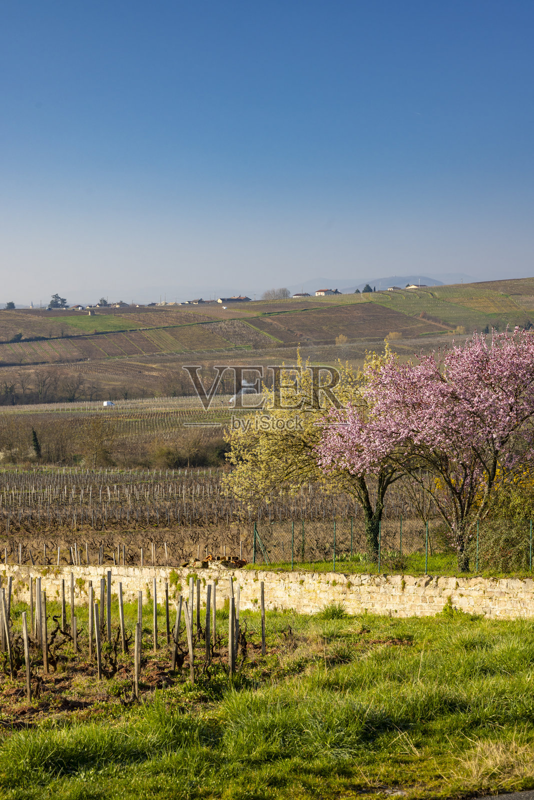 法国罗马内什托兰葡萄园春季开花的树木景观照片摄影图片