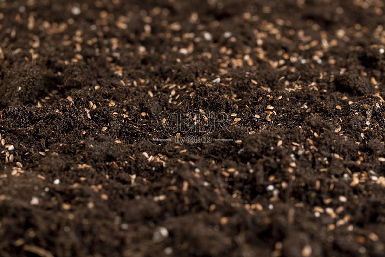 肥沃的棕色土壤中添加了成熟的亚麻籽,以获得新的收成。田野里大片棕色土壤上散落着大量棕色亚麻籽,用于工业用途收获亚麻。照片摄影图片