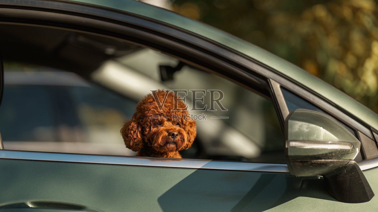 阳光明媚的一天,一只可爱的贵宾犬幼崽正从车窗向外望去照片摄影图片