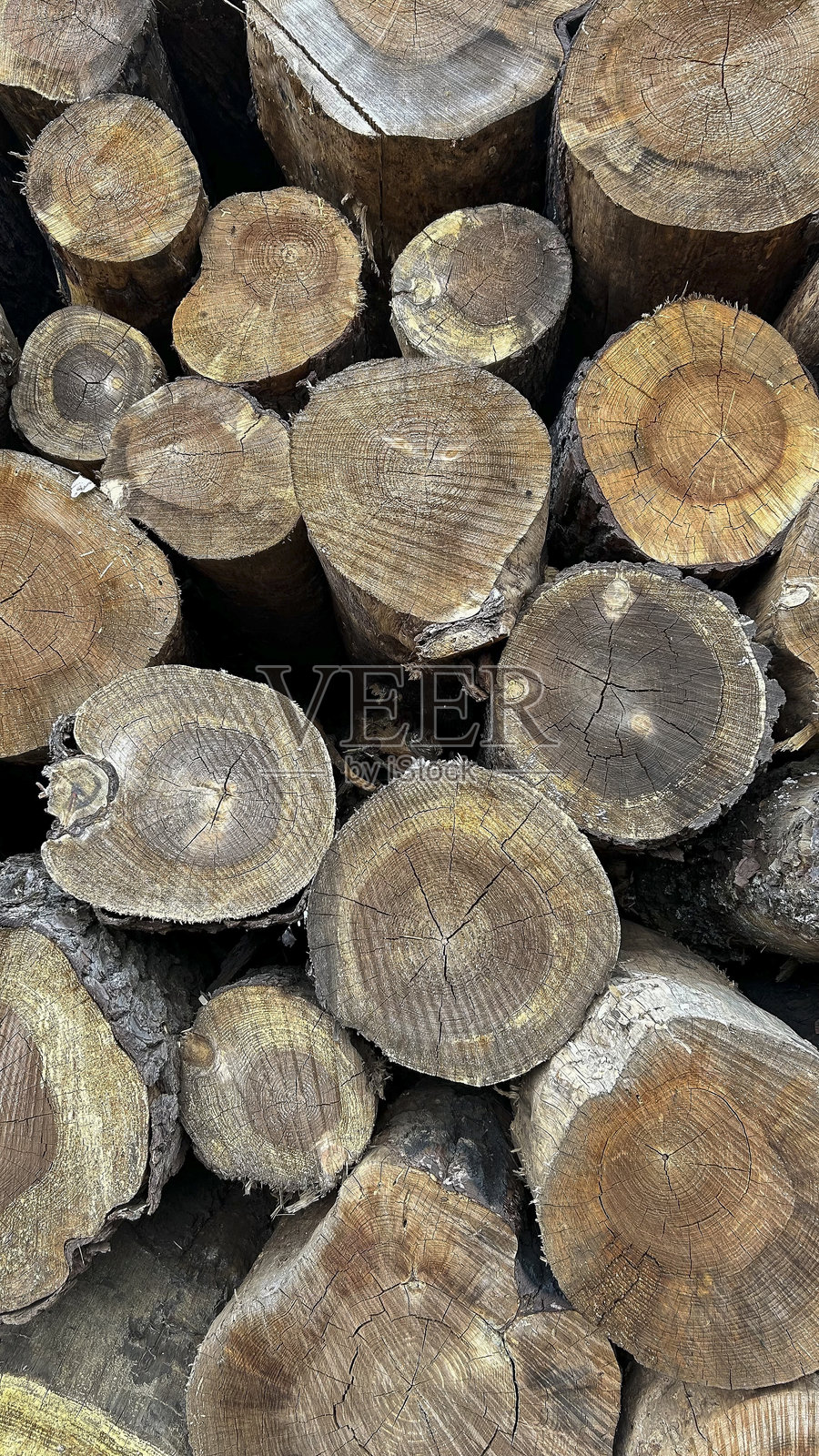 被砍伐的树干照片摄影图片