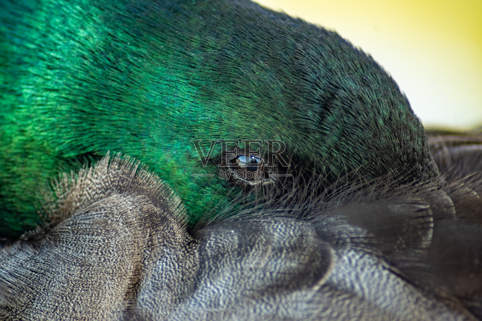 鸭子照片摄影图片