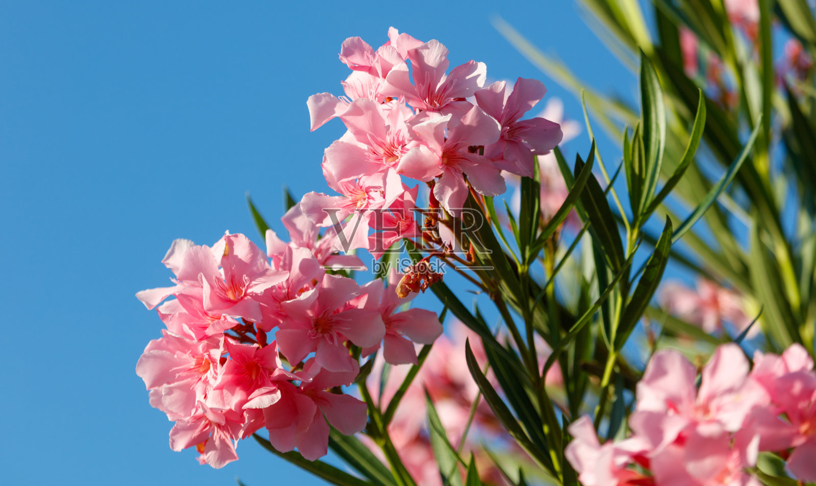 树枝上的粉色花朵照片摄影图片
