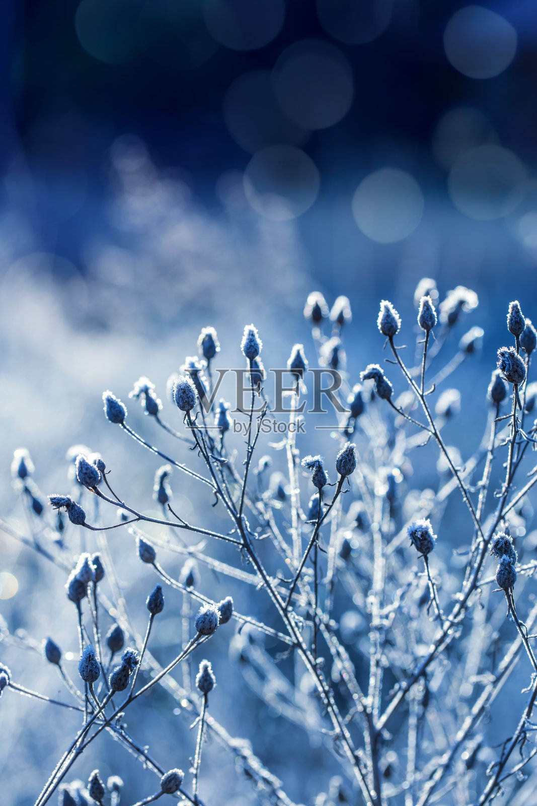 被霜冰覆盖的冰冻植物照片摄影图片