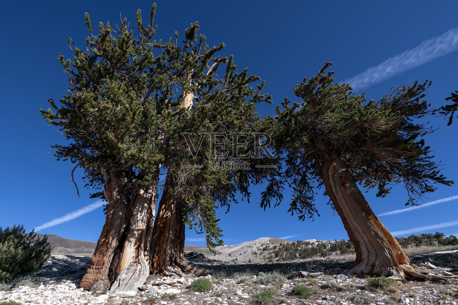 加利福尼亚州白山古老的长叶松树照片摄影图片