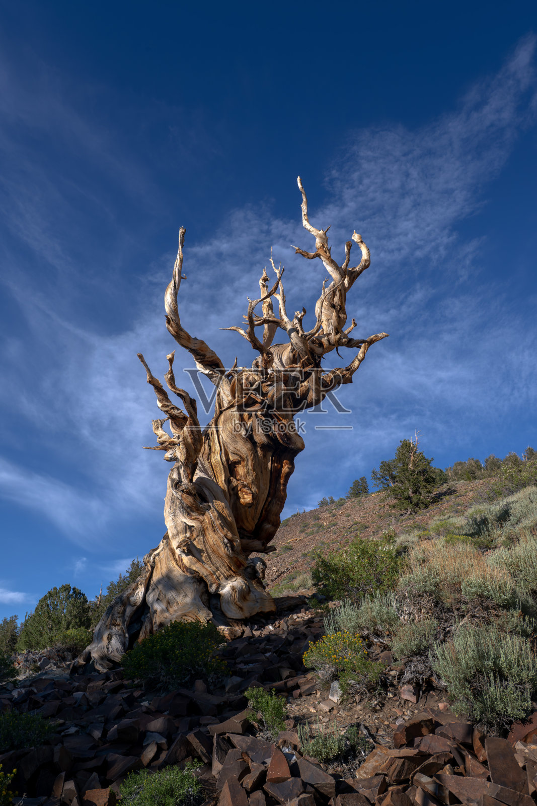 加州白山古老的长叶松树照片摄影图片