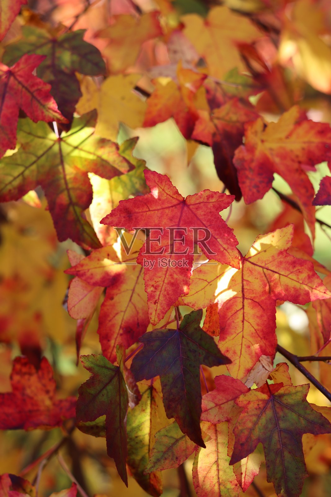 枫香树(Liquidambar styraciflua)的秋季叶子照片摄影图片