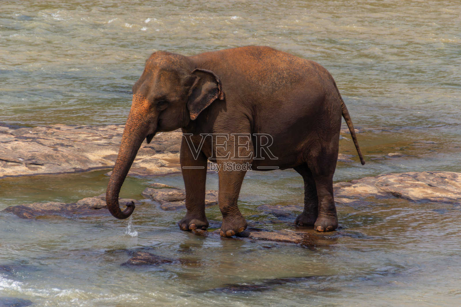 一头亚洲象独自站立在浅棕色河流的岩石上照片摄影图片