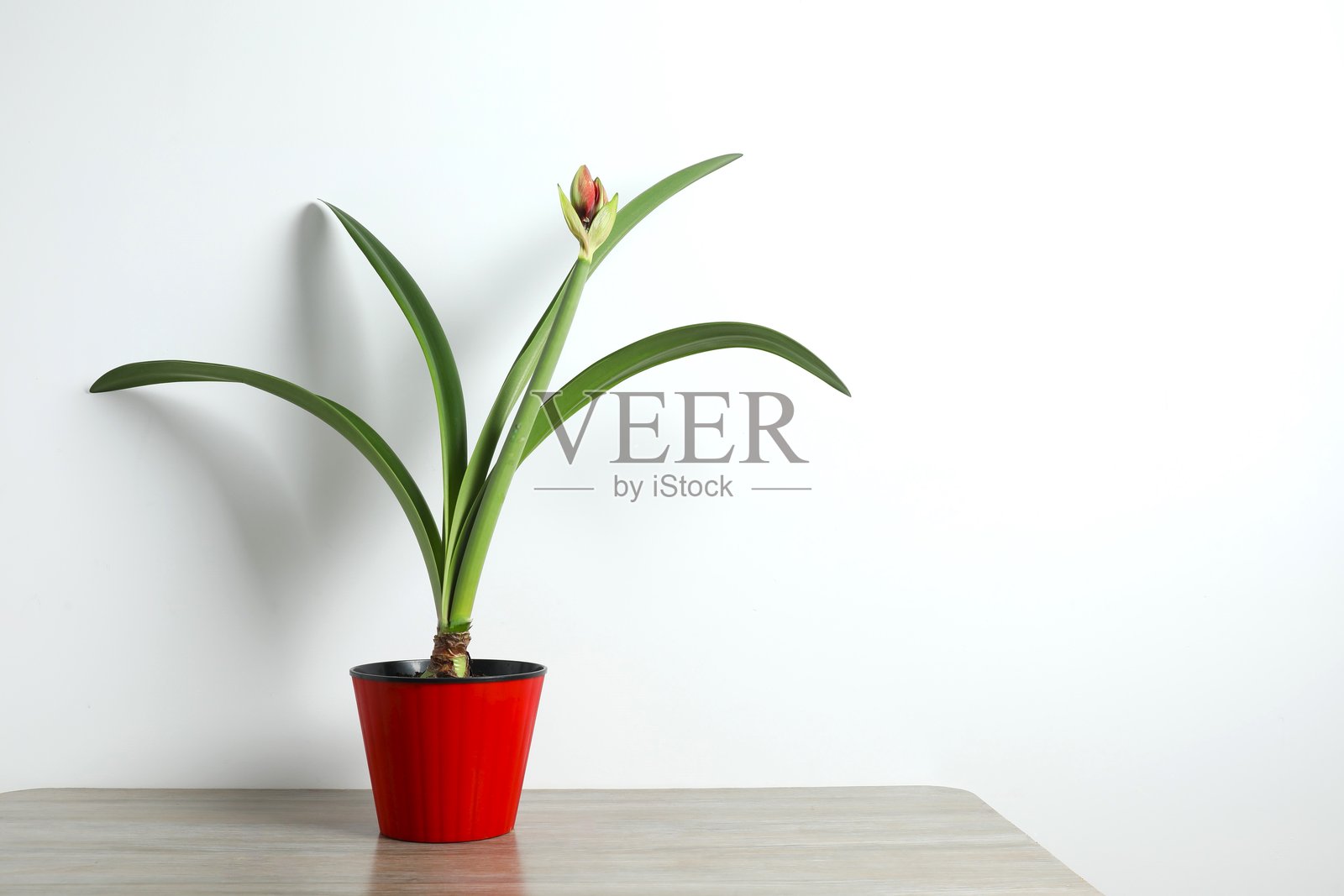 白色背景上盆栽的盛开的鲜红的孤挺花,留有文字空间。极简圣诞静物。冬季节日象征和流行的家居天然装饰。照片摄影图片