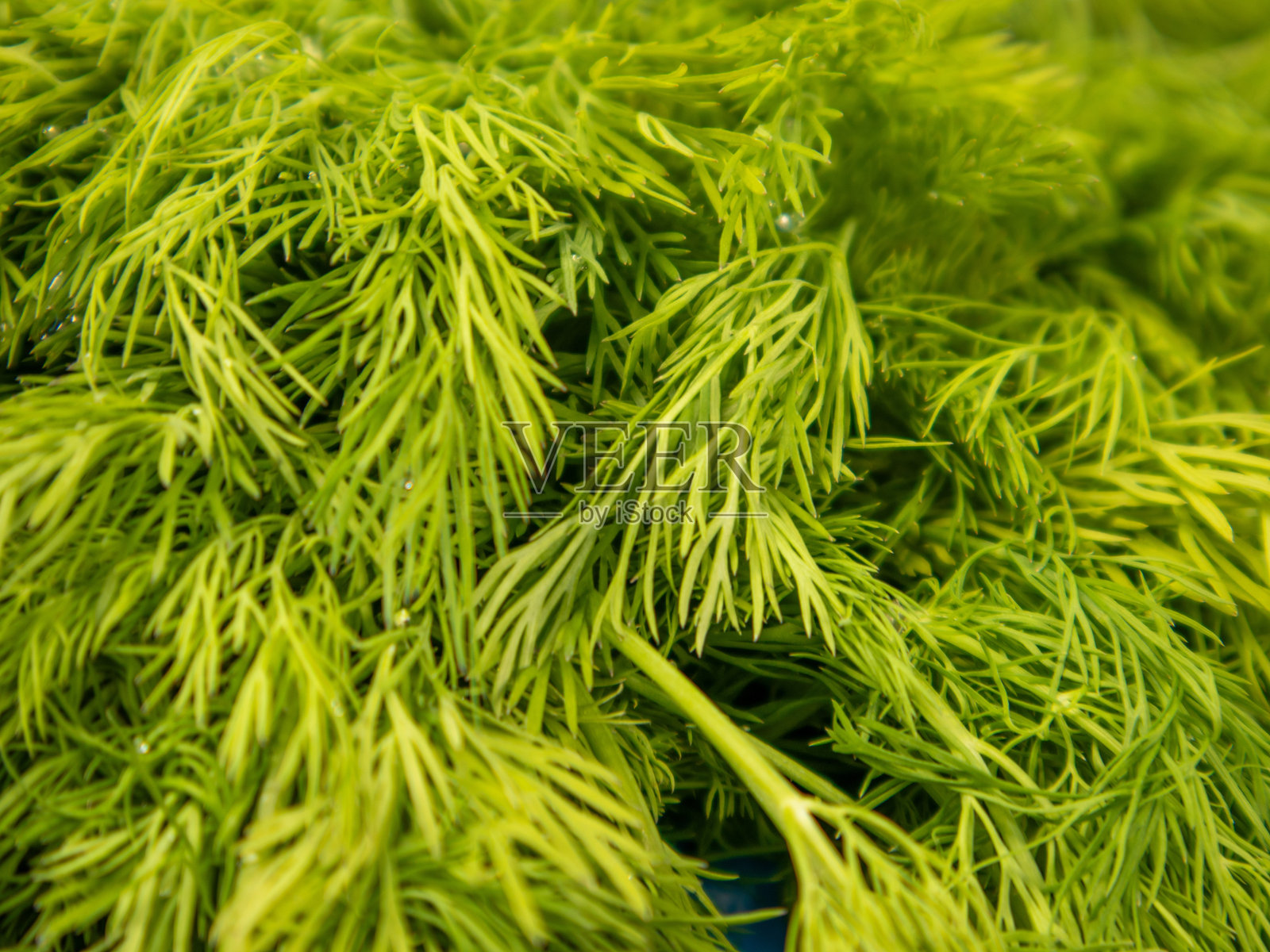 蓝色背景下的新鲜莳萝叶,在市场上售卖照片摄影图片