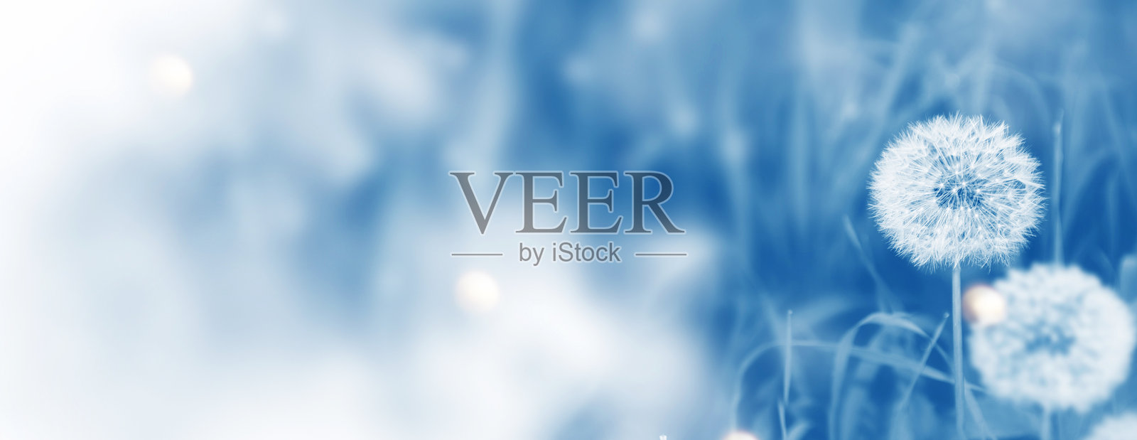 蓬松的蒲公英花朵,背景是夏日风光。照片摄影图片