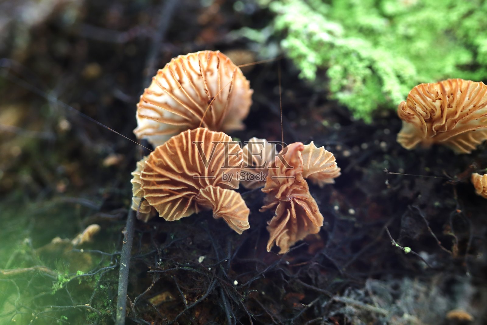 森林地面上精致的棕色和橙色褶皱真菌照片摄影图片