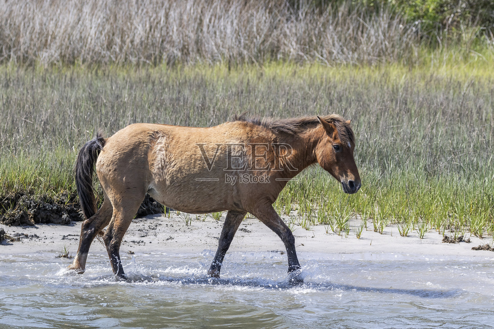野马照片摄影图片
