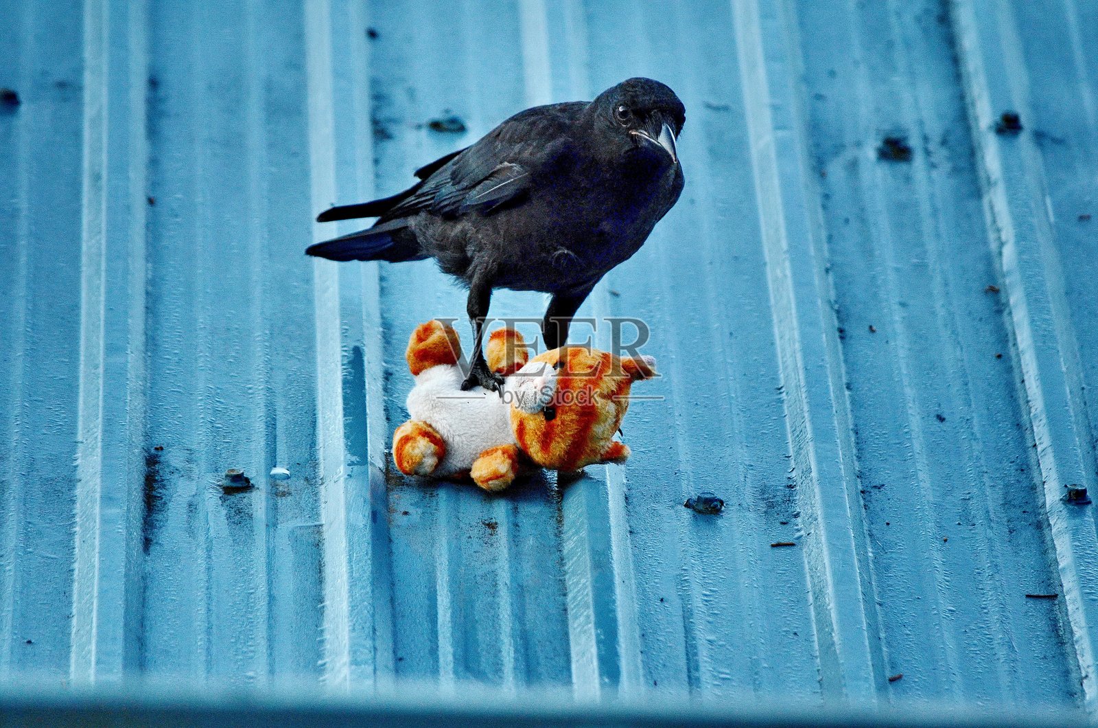 美国乌鸦玩毛绒玩具照片摄影图片
