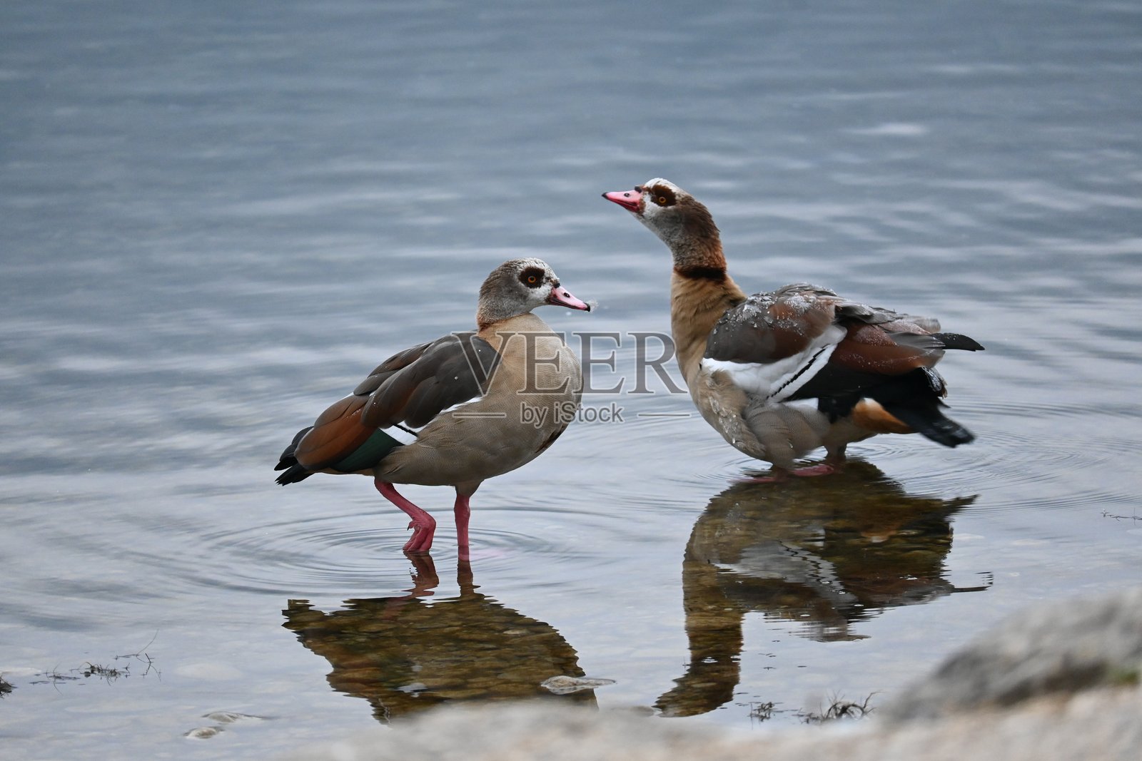 两只埃及雁在寒冷的冬湖上平静地滑行照片摄影图片