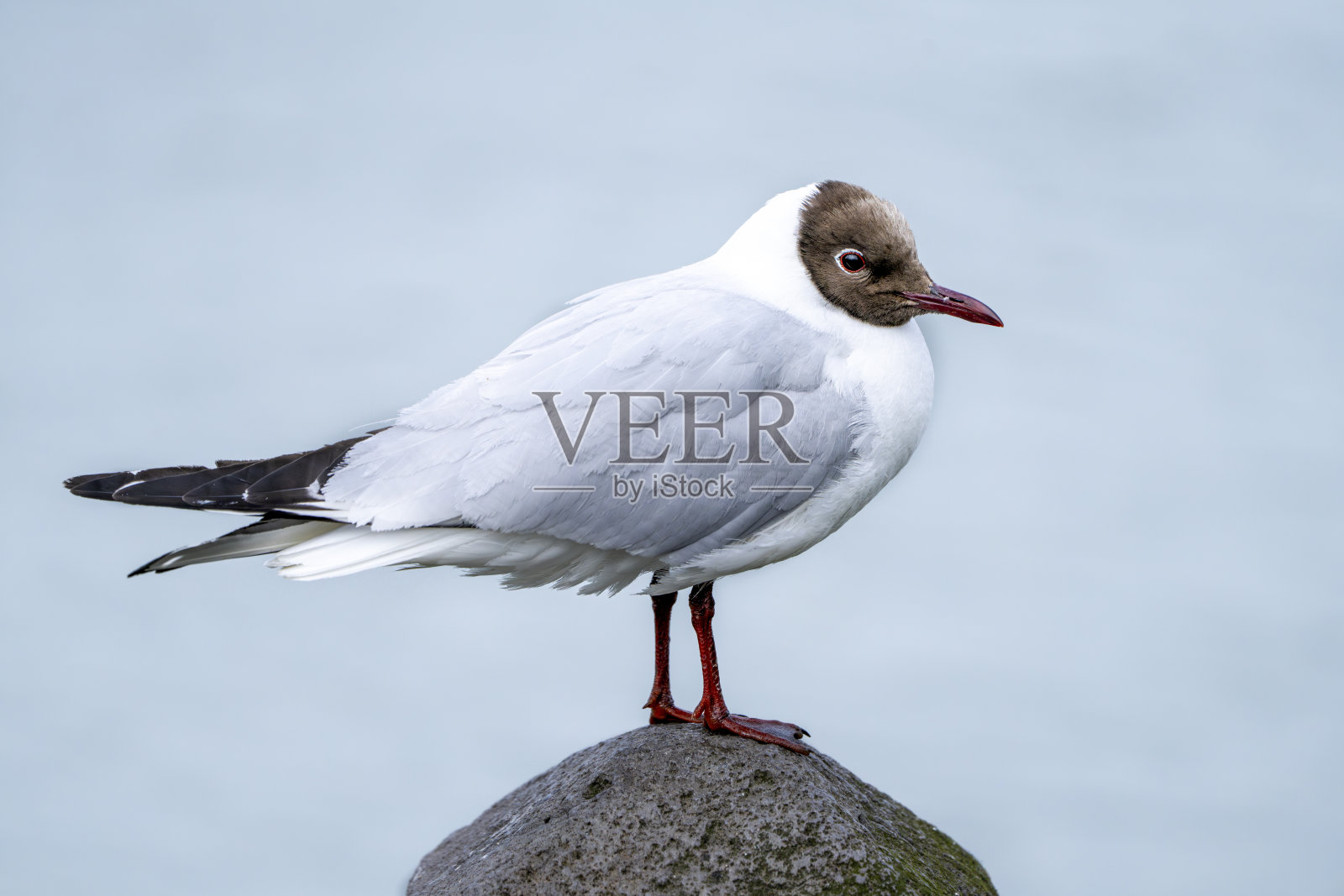 黑头鸥照片摄影图片