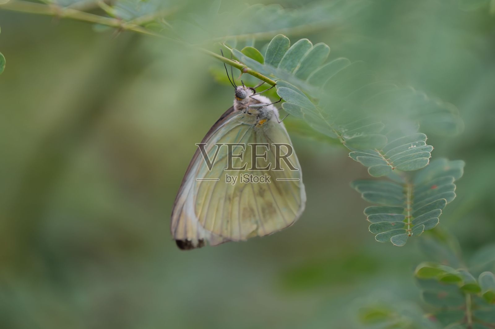 绿叶上的蝴蝶照片摄影图片
