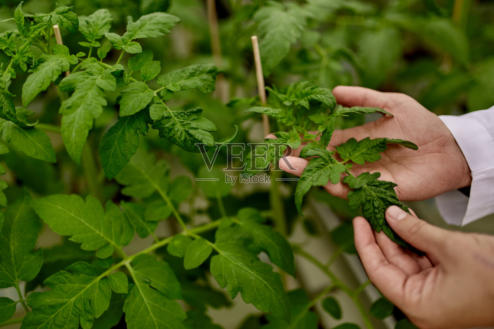 番茄幼苗在大型室内温室中生长。大规模农业作物种植。照片摄影图片