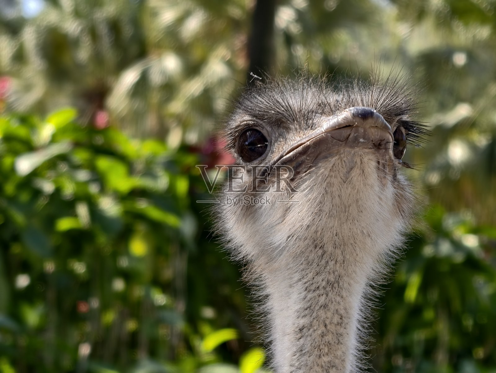 近距离拍摄的鸵鸟头部照片摄影图片