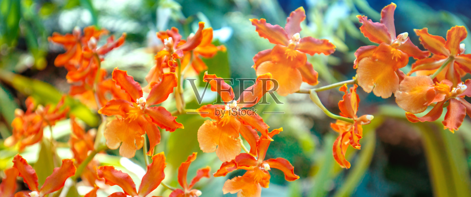 雨林中盛开的卡特兰兰花。热带自然背景。横幅。照片摄影图片