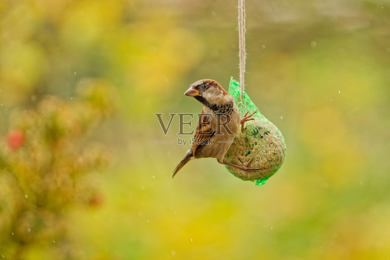 一只家麻雀(Passer domesticus)在细雨中停在喂鸟球上照片摄影图片