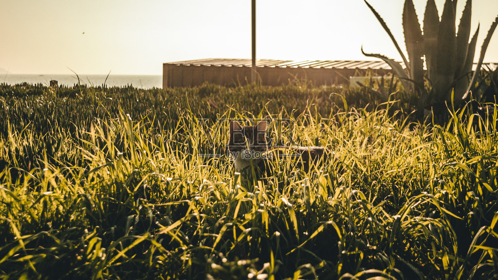 隐藏在草丛中照片摄影图片