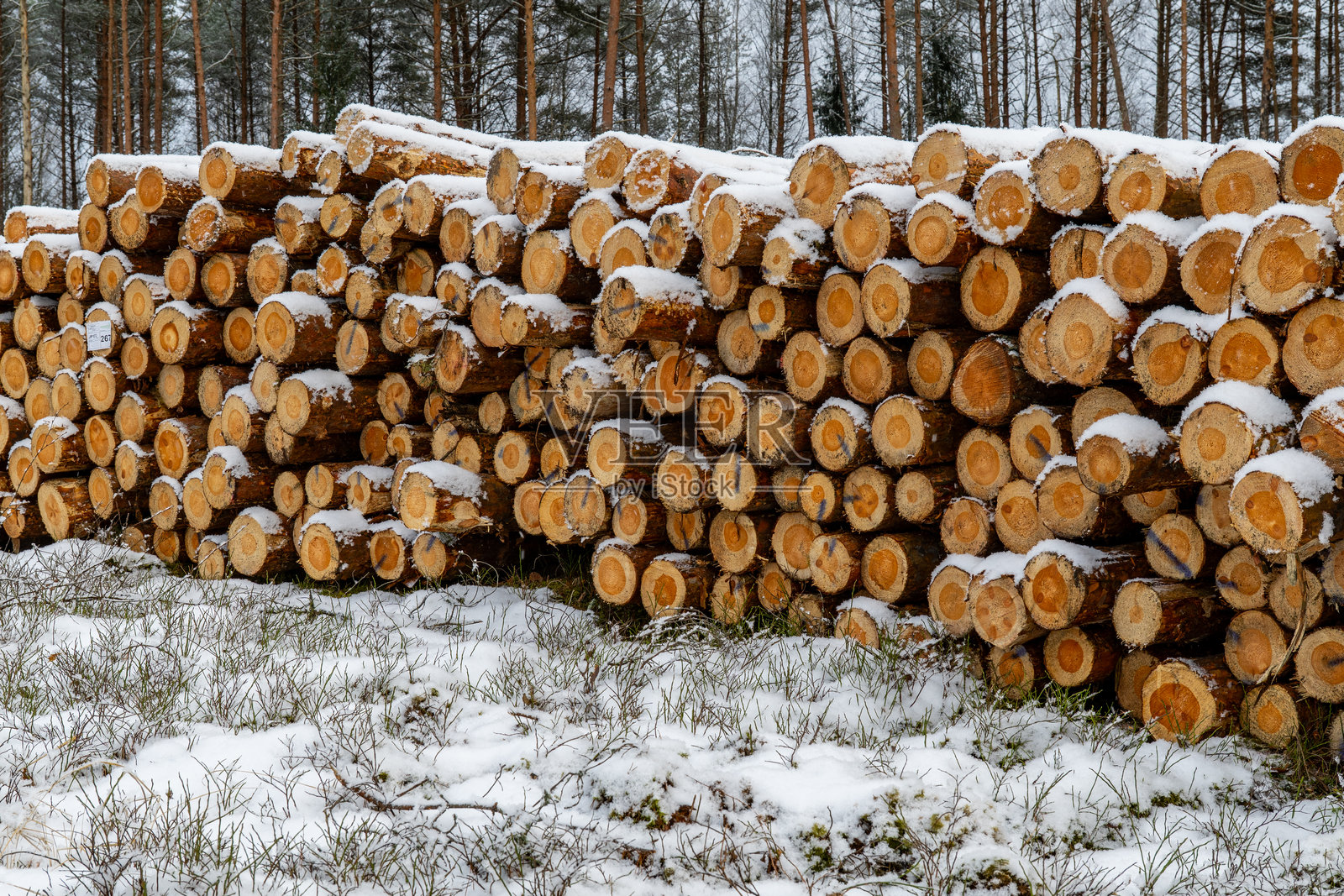 冬季森林空地上堆叠的覆雪木材原木照片摄影图片
