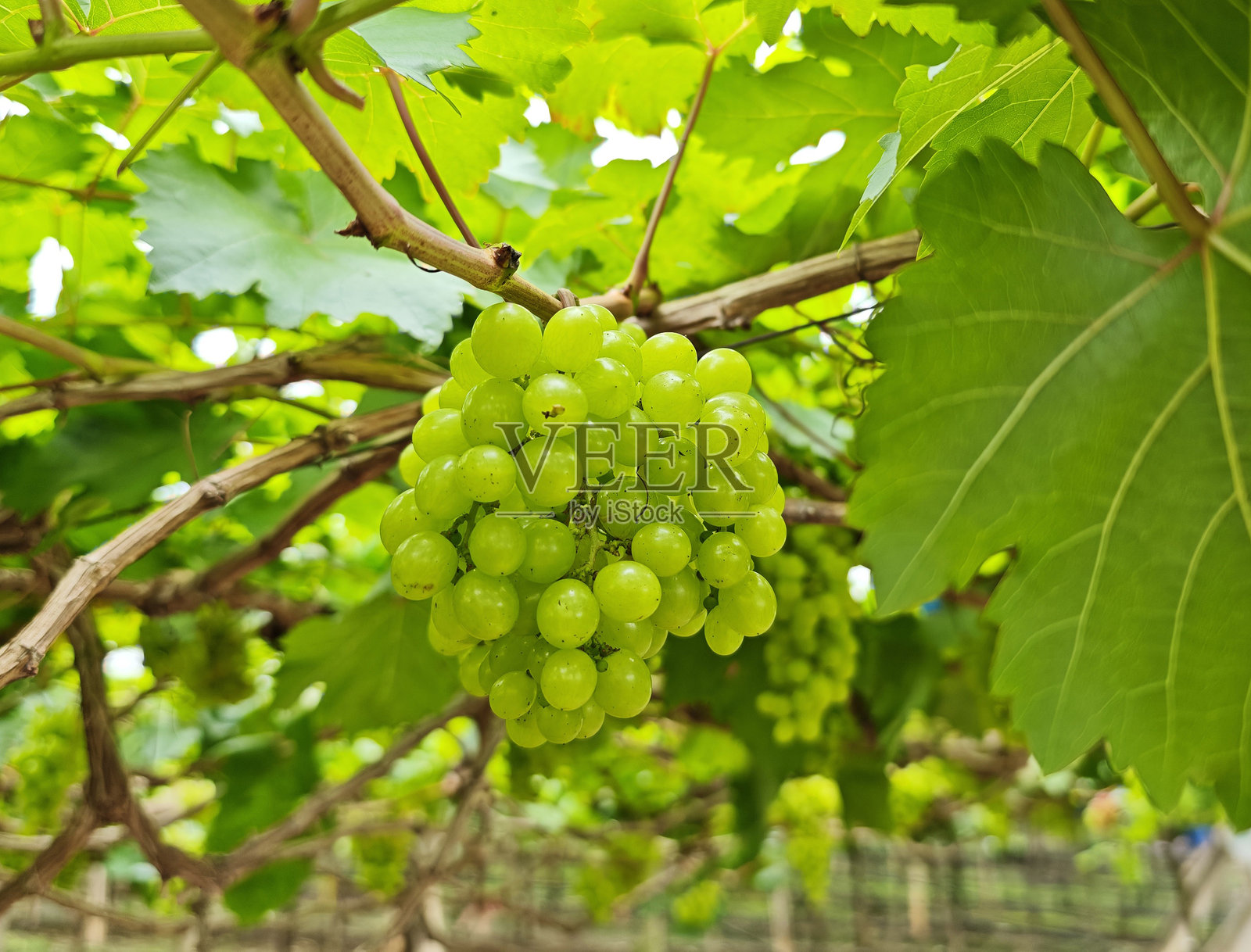 花园里,枝头挂着正在成熟的绿色葡萄的特写。藤蔓上的绿色葡萄。照片摄影图片