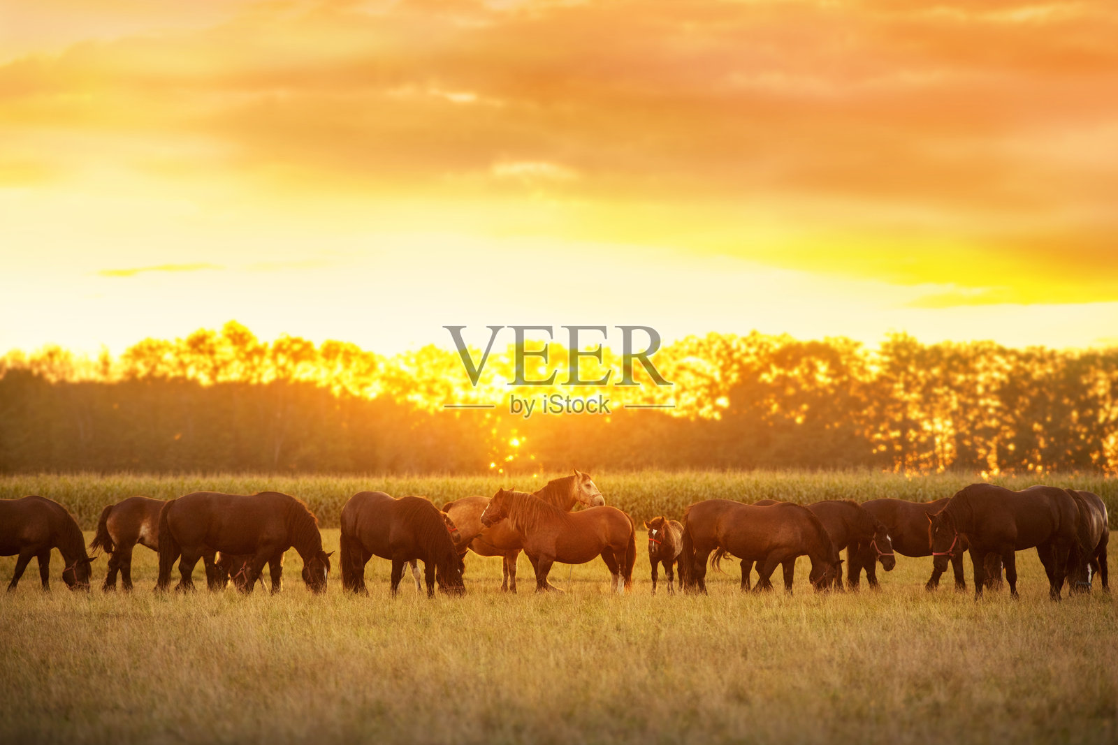 阳光下的牧场上的马照片摄影图片