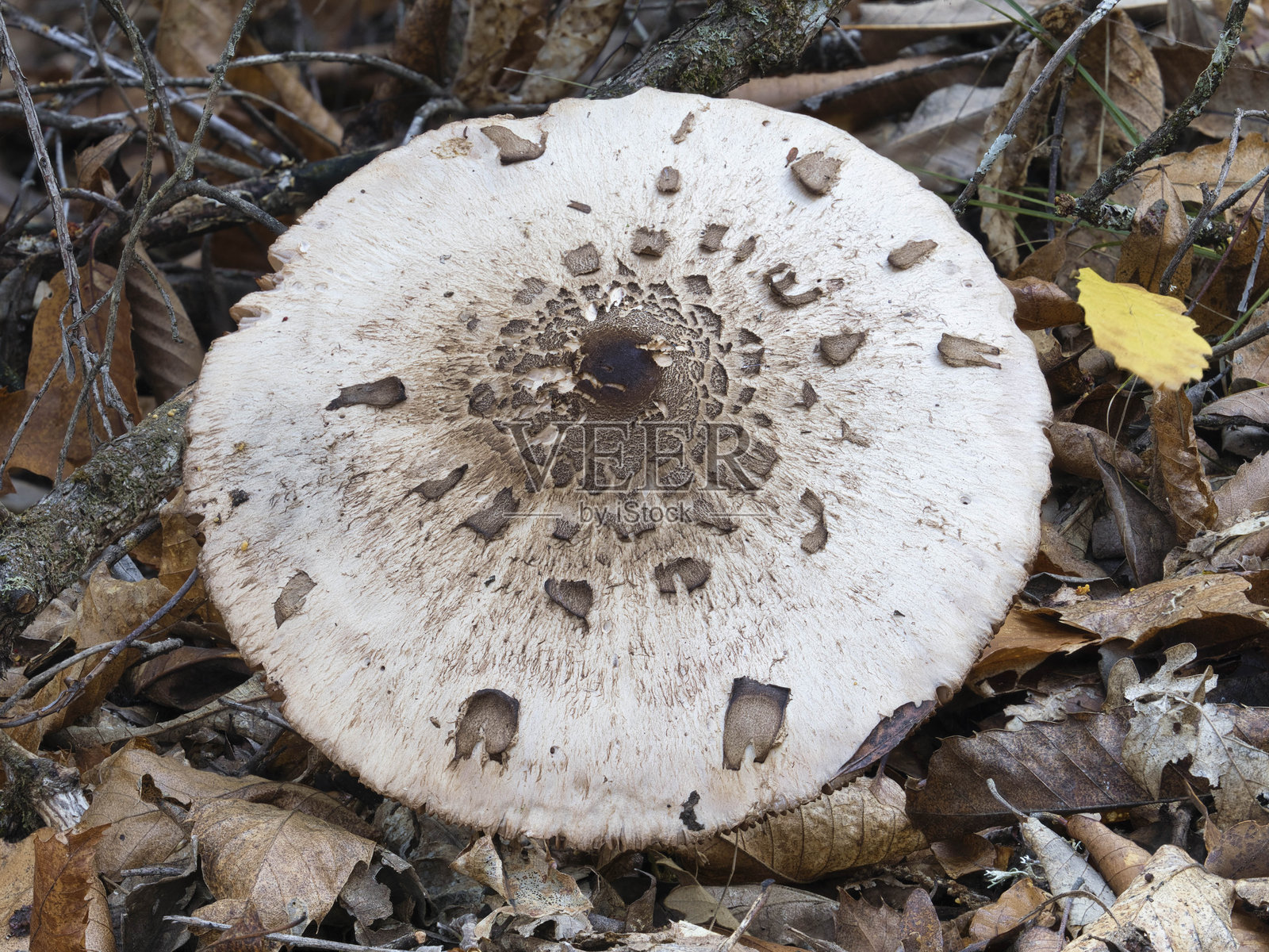 伞形科大褶伞的俯视图像照片摄影图片