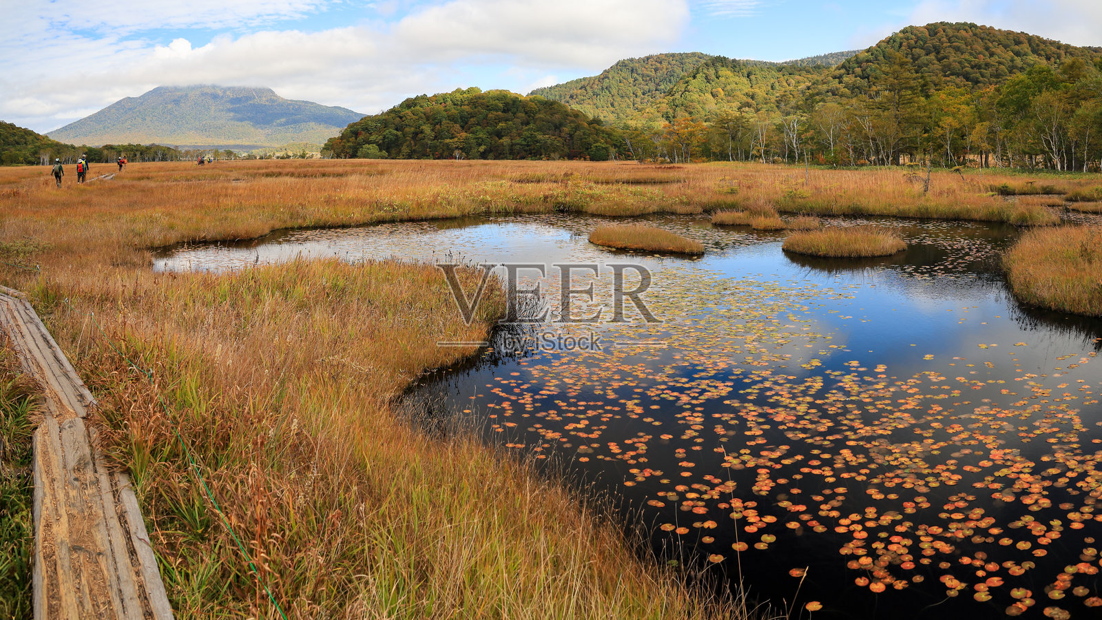 秋日红叶季,漫步于尾濑原与尾濑沼,被绚烂的枫叶环绕。日本群马县片品村。照片摄影图片