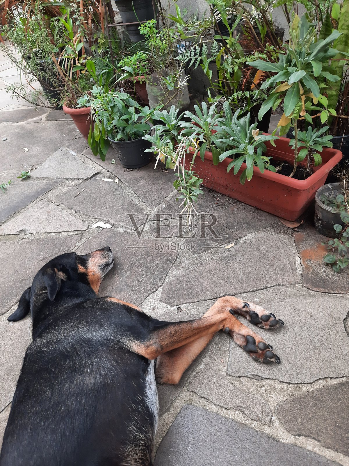 一只狗躺在地板上,看着植物照片摄影图片