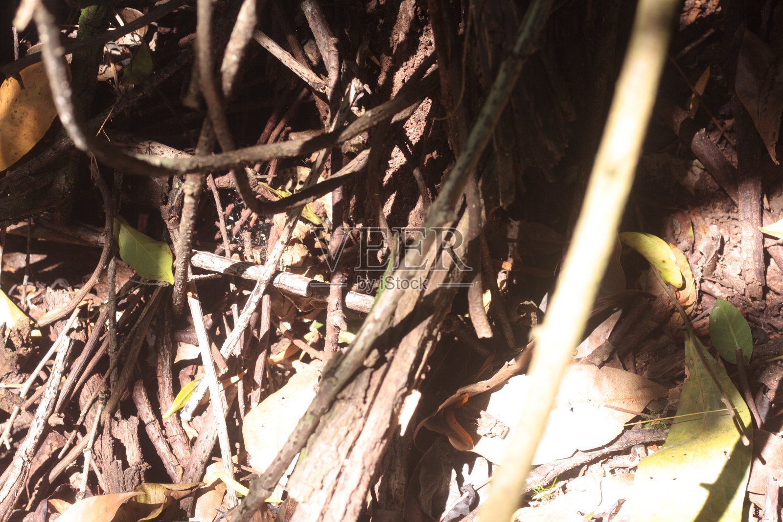 干枯的树叶和绿色的植物照片摄影图片