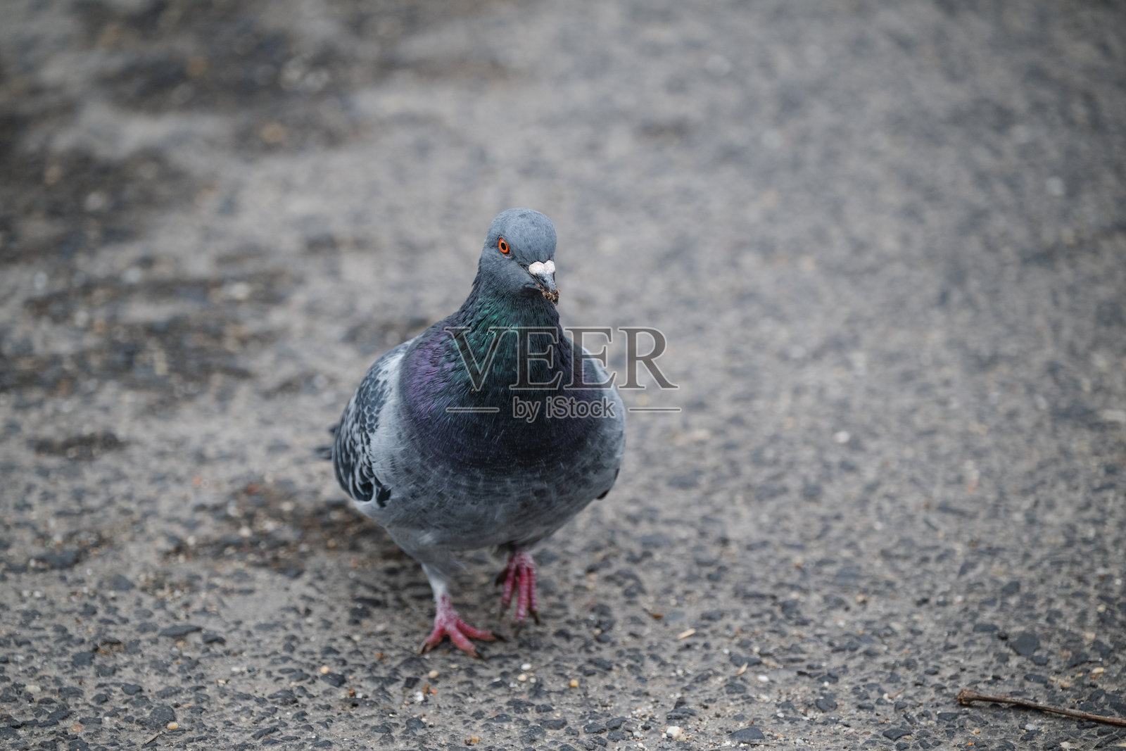 人行道上的城市鸽子照片摄影图片