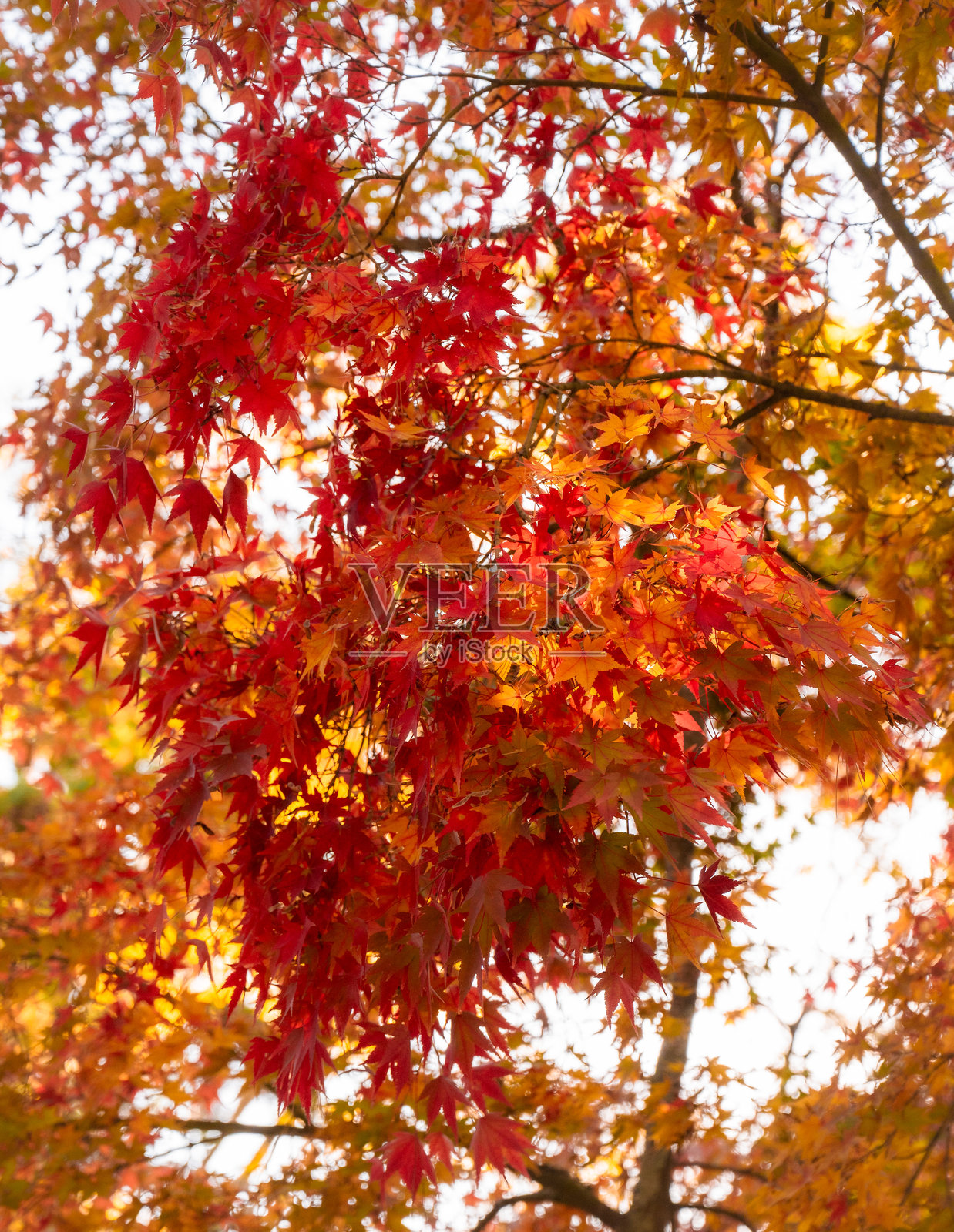 韩国秋季的缤纷色彩照片摄影图片
