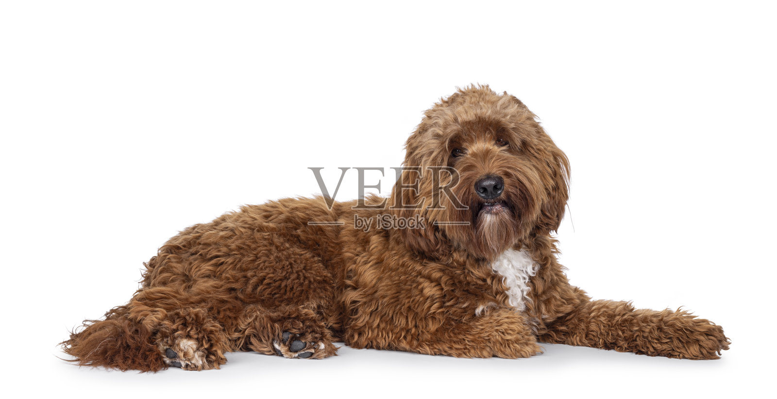 白色背景上的拉布拉多犬照片摄影图片