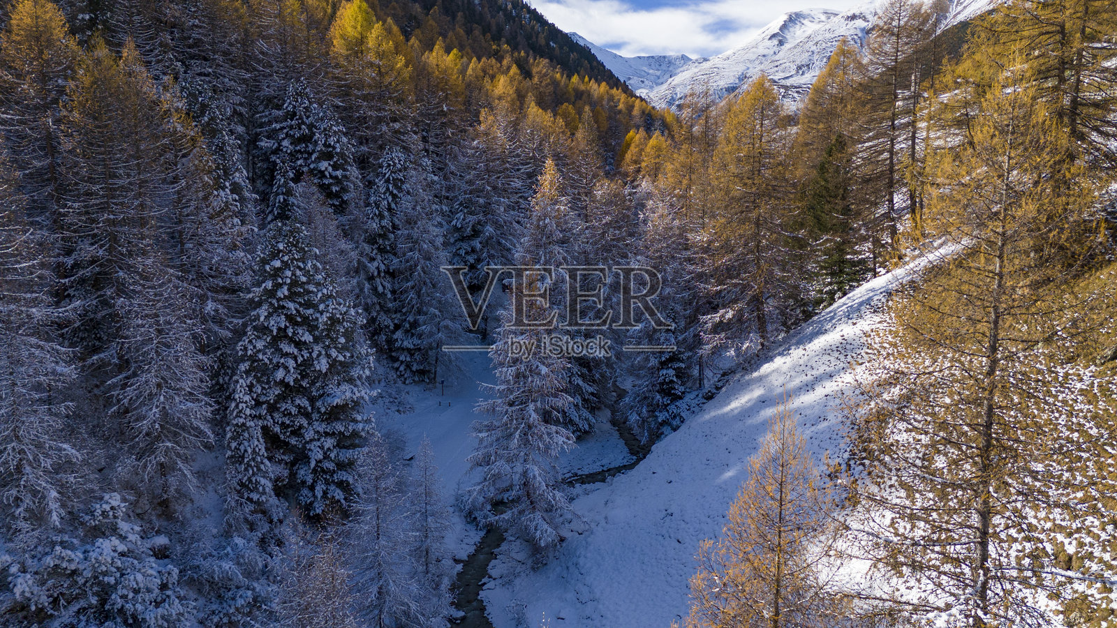 秋季新雪与落叶松林照片摄影图片